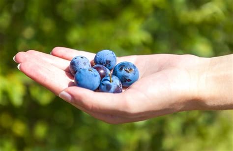 Puñado De Arándanos Maduros Grandes En La Mano Foto Premium