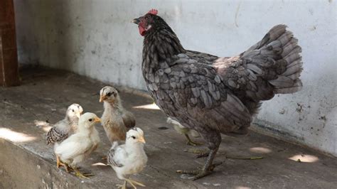 8 Jenis Ayam Pedaging Terkenal Di Indonesia Patut Anda Ketahui Hobi