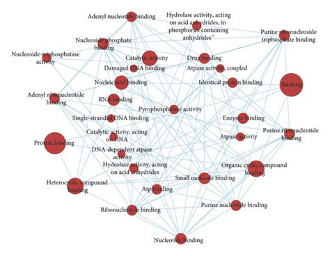 Interaction Networks Between Enriched Go Biological Process And