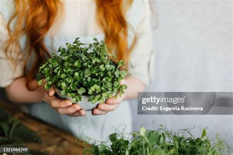 Microgreens Garden Photos And Premium High Res Pictures Getty Images