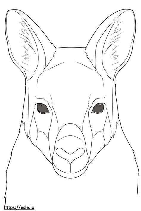 Australian Mist Face Coloring Page
