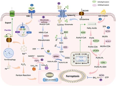 Frontiers Ferroptosis As An Emerging Target In Rheumatoid Arthritis