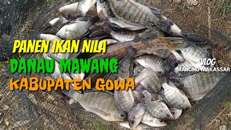 Panen Ikan Nila Di Danau Mawang Kab Gowa Youtube