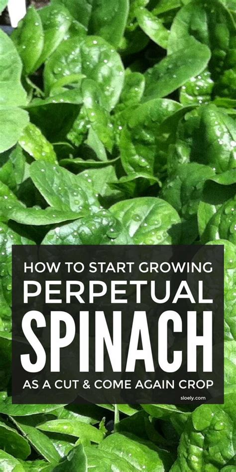 Spinach Growing Tips How To Grow Spinach For Salads And Containers