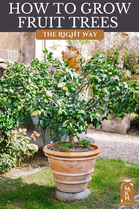 Growing Fruit Trees In Pots Tips For Success Melissa K Norris