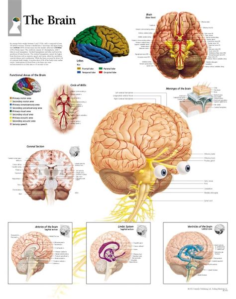 The Brain Chart | Brain anatomy and function, Brain anatomy, Anatomy ...