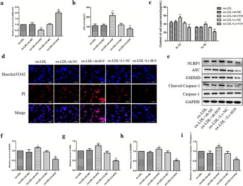 The Effect Of Lncrna H On Pyroptosis Of Raw Cells Treated With