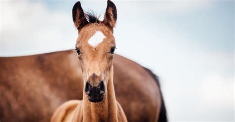 Whats A Baby Horse Called And 4 More Amazing Facts Imp World