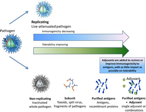 Vaccine Adjuvants From To And Beyond