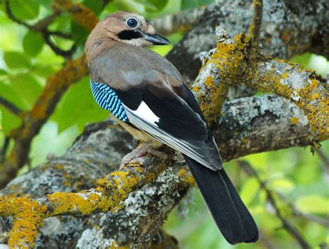 Thomas Gimond Wildlife Photography Geai Des Chênes Garrulus Glandarius