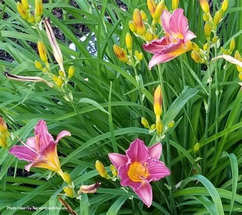 10 Tips For Growing Daylilies