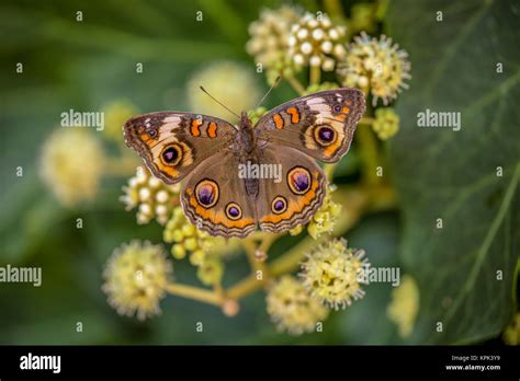 Beautiful Common Buckeye Butterfly In Flower Garden Stock Photo Alamy