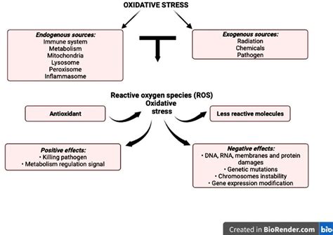 Sources Positive And Negative Effects Of Oxidative Stress 42 Download Scientific Diagram