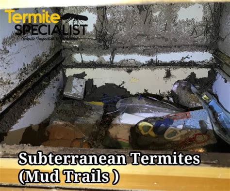 Subterranean Termites in Singapore - Termite Specialist Pte Ltd