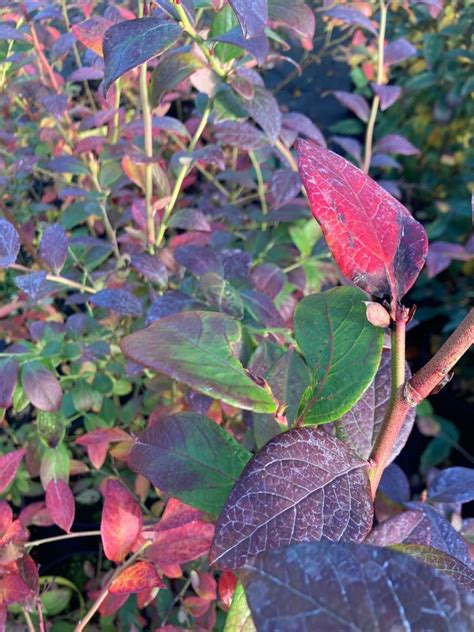 Heidelbeeren Spiess Baumschule Gartengestaltung Wahlsburg