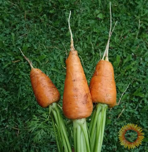 Do Carrots Need Sandy Soil? – Carrot Soil Types – Bountiful Gardener