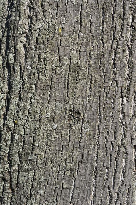 Silver Lime Stock Photo Image Of Silver Foliage Lime 255126642
