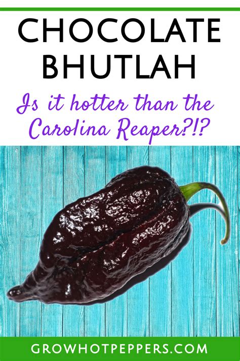 Chocolate Bhutlah Is It Hotter Than The Carolina Reaper Grow Hot