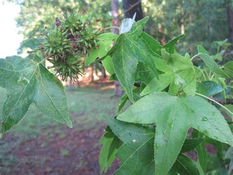 Sweetgum Leaves And Fruit Mollsie Flickr