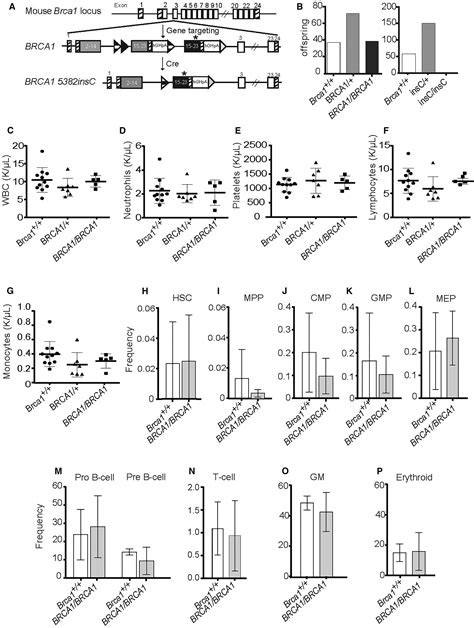 Distinct Brca1 Mutations Differentially Reduce Hematopoietic Stem Cell