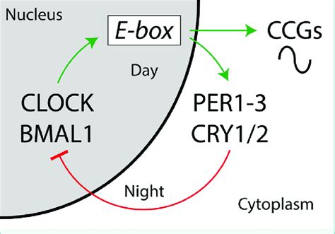 The Core Transcriptional Translational Feedback Loop Of The Mammalian