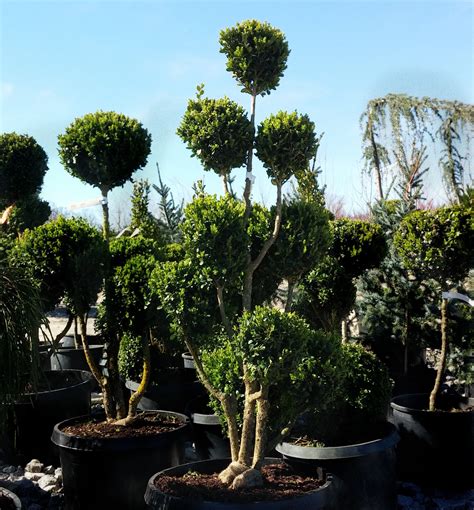 Green Mountain Boxwood Pom Pom Natorps Online Plant Store