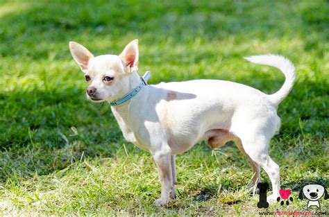 Chihuahua Información sobre la raza de perros Chihuahua