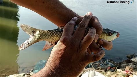 Rohu Machhali Ka Shikar Rohu Fish Catching Single Hook River