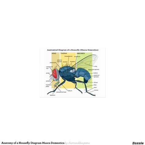 anatomy_of_a_housefly_diagram_musca_domestica_postcard ...