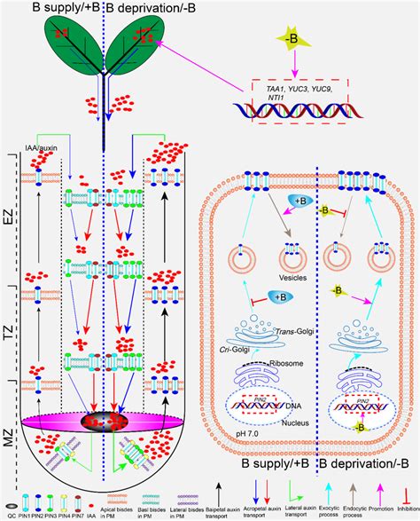 Plant Journal 佛山科学技术学院喻敏团队揭示缺硼抑制植物根系生长的新机制 知乎