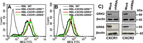 The Chemokine Receptors Cxcr1 And Cxcr2 Couple To Distinct G Protein