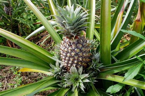 The Complete Guide To Growing Pineapples At Home