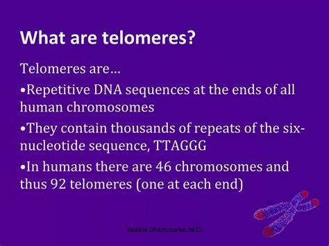 Ppt Telomere Panel New Indicator Of Health And Longevity Training