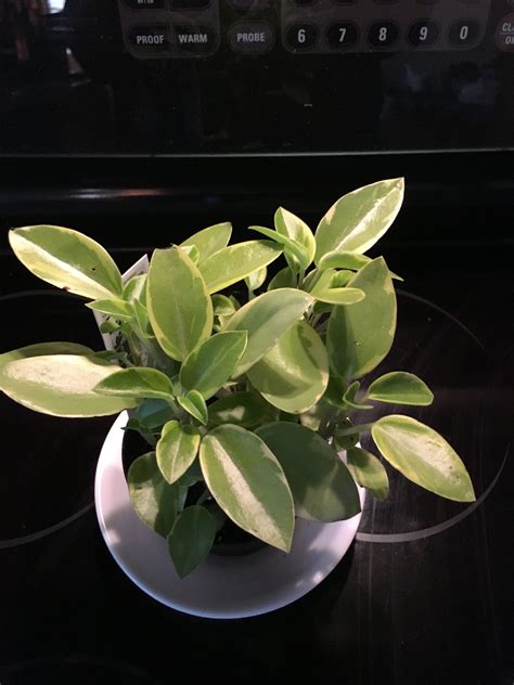 Peperomia Orba Variegata Plants Peperomia Houseplants