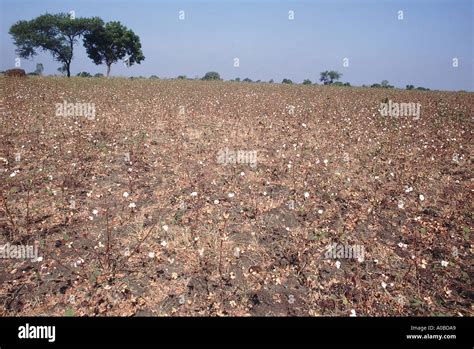 cotton crop cotton   cultivated   deep black soils