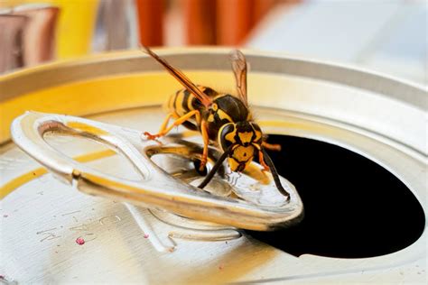 How To Keep Wasps Away From You And Your Home