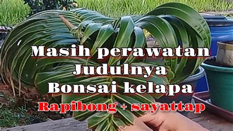 Perawatan Bonsai Kelapa Youtube