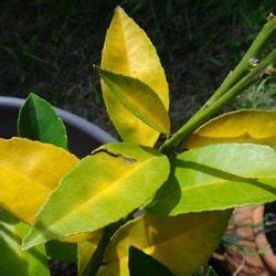 Hojas Amarillas En Un Limonero