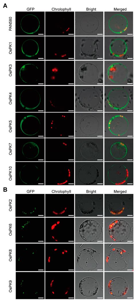 Ijms Free Full Text Genome Wide Analysis And Functional