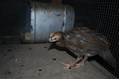 Very Unusual Chick Guinea Chicken Hybrid Page 9 Backyard Chickens Learn How To Raise