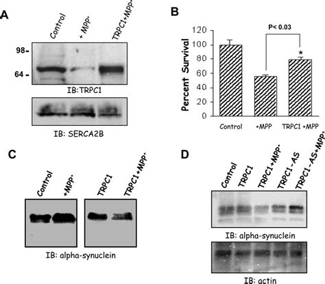 Overexpression Of TRPC1 Protects SH SY5Y Neuronal Cells From MPP A