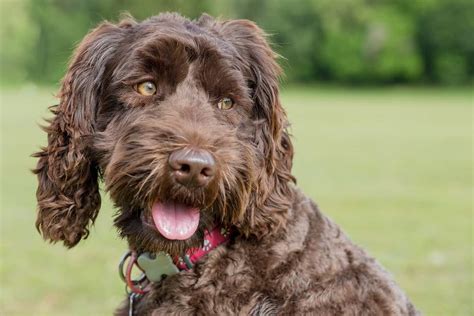 The Chocolate Labradoodle Your Complete Guide