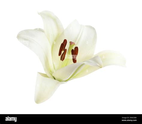 Beautiful Blooming Lily Flower Isolated On White Stock Photo Alamy