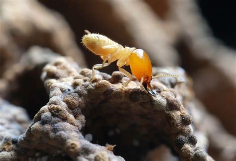 How To Get Rid Of Subterranean Termites Effective DIY Techniques