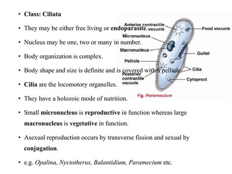 General Characteristics And Classification Of Phylum Protozoa