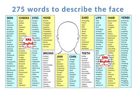 Bank Of Ambitious Vocabulary To Describe A Human Face Creative