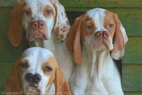 The Catalburun AKA Split Nose Pointer: A Rare Breed Indeed! (2024)