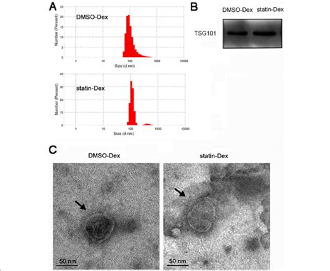 Characterization Of Dmso Dex And Statin Dex A Dls Nano Sizer Analysis