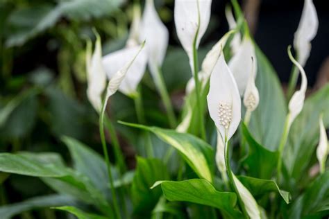 How To Grow And Care For Peace Lilies Garden