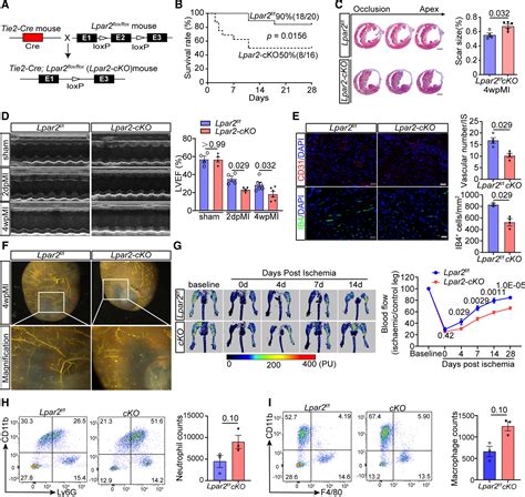 Lpa Contributes To Vascular Endothelium Homeostasis And Cardiac